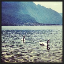 Cisnes en Lago de Como