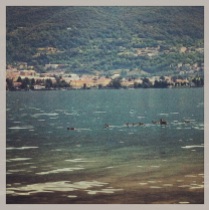 Patitos en Lago de Como